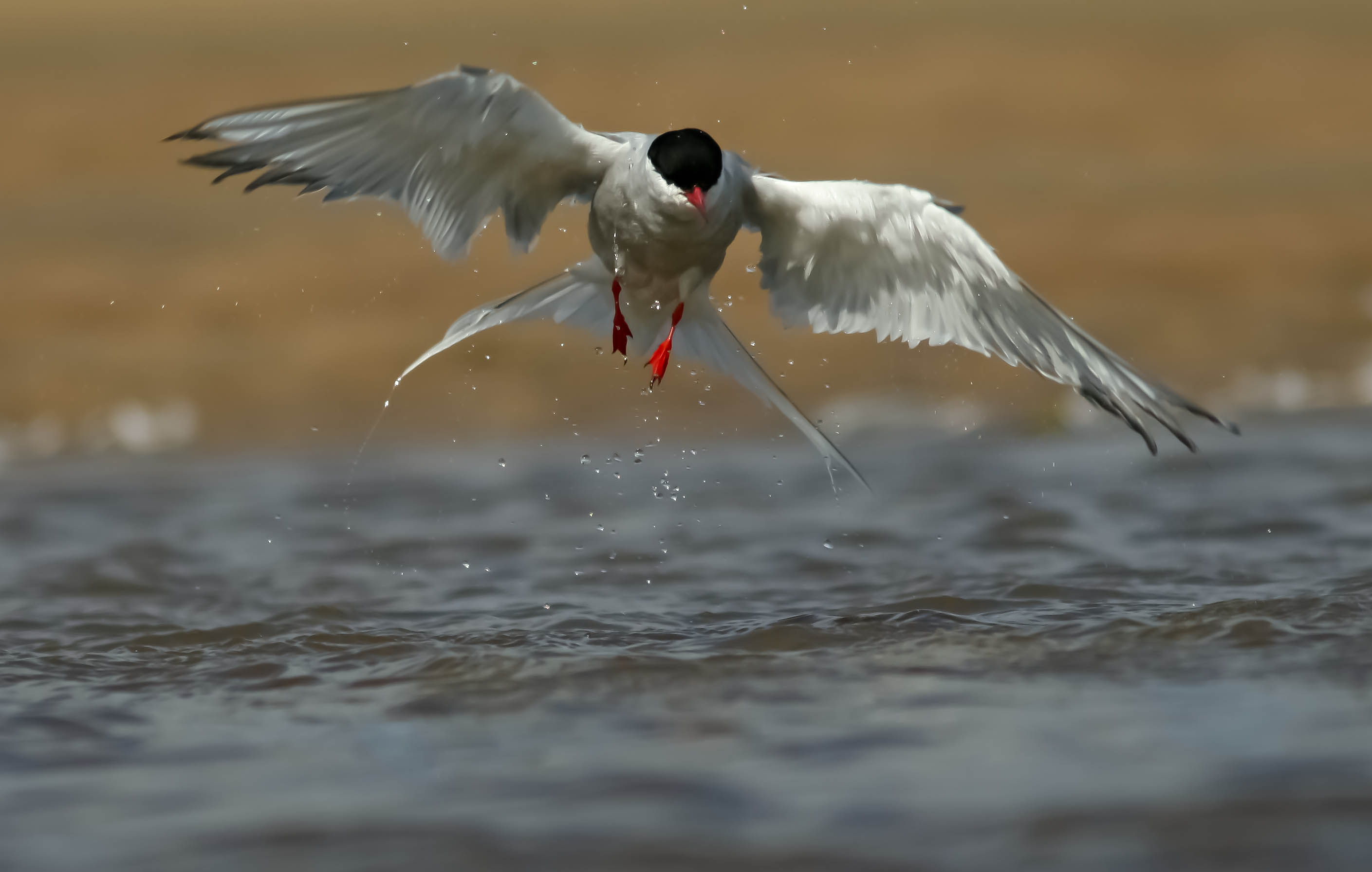 Artic tern